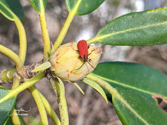 Dictyoptera aurora