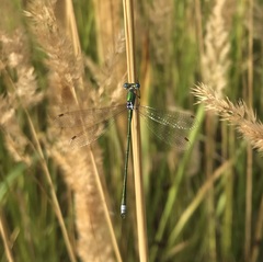 Lestes virens vestalis