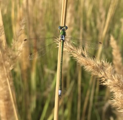Lestes virens vestalis