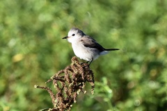 Arundinicola leucocephala