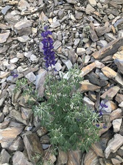 Lupinus altimontanus