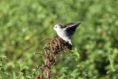 Arundinicola leucocephala