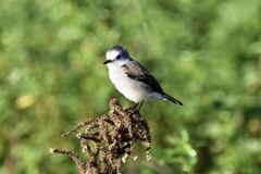 Arundinicola leucocephala