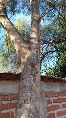 Albizia sinaloensis