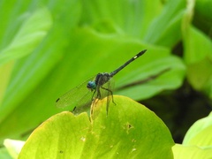 Micrathyria schumanni