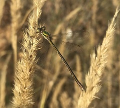 Lestes virens vestalis