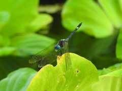 Micrathyria schumanni