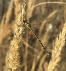 Lestes virens vestalis