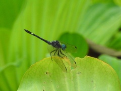 Micrathyria schumanni