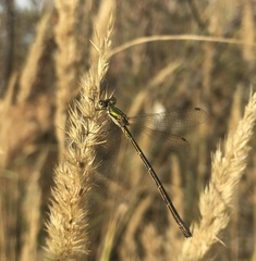 Lestes virens vestalis