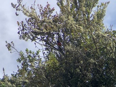 Anisognathus igniventris