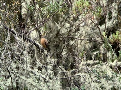 Ochthoeca fumicolor