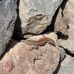 Gallotia caesaris gomerae