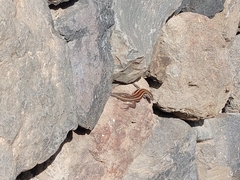 Gallotia caesaris gomerae