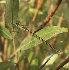 Lestes virens vestalis