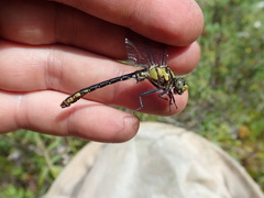 Ophiogomphus mainensis