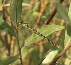 Lestes virens vestalis