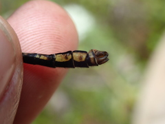 Ophiogomphus mainensis