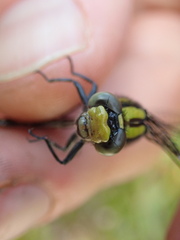 Ophiogomphus mainensis