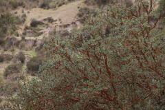 Polylepis