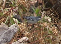 Conirostrum cinereum