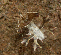 Pephricus