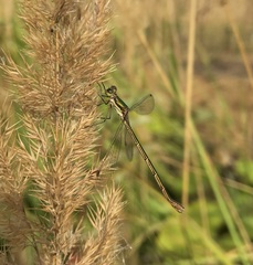 Lestes virens vestalis