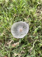 Lanatulae