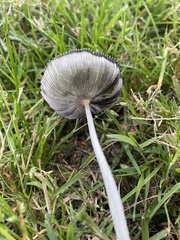 Lanatulae