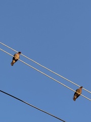 Patagioenas squamosa