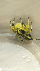 Phiale guttata