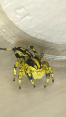 Phiale guttata