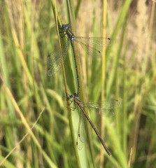 Lestes virens vestalis
