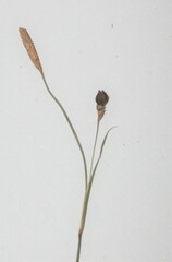Carex laxiculmis