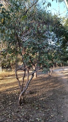 Celtis pallida