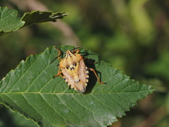 Carpocoris pudicus
