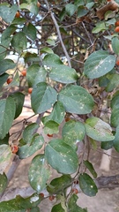 Celtis pallida