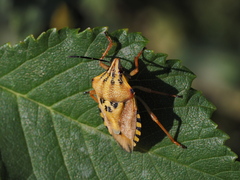 Carpocoris pudicus