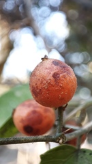 Celtis pallida