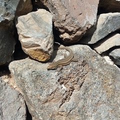 Gallotia caesaris gomerae
