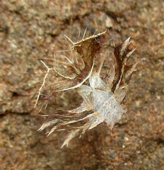 Pephricus