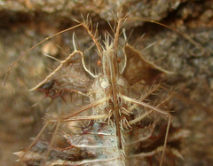 Pephricus