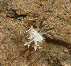 Pephricus