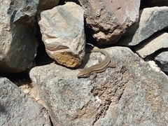 Gallotia caesaris gomerae