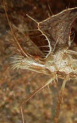 Pephricus
