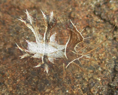 Pephricus