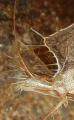 Pephricus
