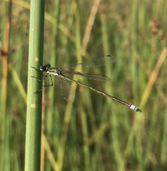 Lestes virens vestalis