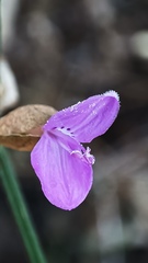 Dicliptera resupinata