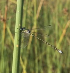 Lestes virens vestalis